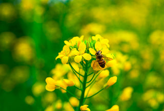 Our Bee Friendly Initiatives